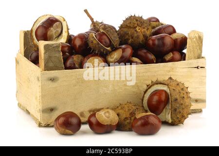 Châtaignes fraîchement tombées (Aesculus hippocastanum) dans une caisse en bois sur fond blanc Banque D'Images