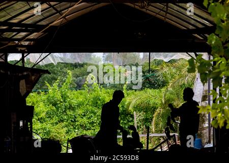 Culture végétale photographiée à Haniel [un moshav dans le centre d'Israël. Situé dans la plaine de Sharon près de Netanya et Kfar Yona], Israël Banque D'Images