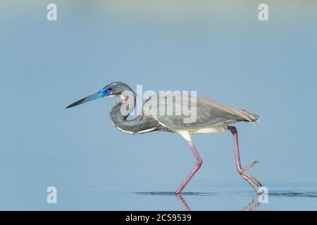 Un Heron tricolore (Egretta tricolor) chasse dans les eaux peu profondes de la côte de Floride Banque D'Images