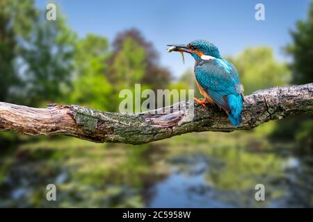 Femelle de kingfisher (Alcedo atthis) avec épinoche à ninespine (Pungitius pungitius) pêchée dans un bec perché sur la branche au-dessus de l'eau de l'étang Banque D'Images