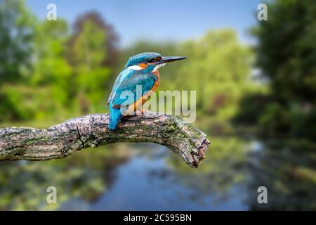 Femelle de kingfisher (Alcedo atthis) perchée sur la branche au-dessus de l'eau de l'étang en été Banque D'Images