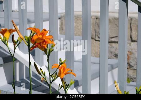 Des daylilas orange (Hemerocallis fulva) et des bourgeons devant un ensemble de marches et de balustrades blancs et gris dans un jardin Glebe, Ottawa (Ontario), Canada. Banque D'Images