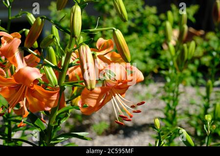 De beaux nénuphars d'orange clair (Lilium bulbiferum) et bourgeons qui se dorent au soleil du milieu de l'été dans un jardin de Glebe , Ottawa (Ontario), Canada. Banque D'Images