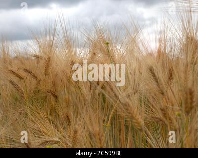 Gros plan sur le blé rastéré. Grains et pailles d'or jaune séchés dans la journée d'été avec ciel bleu et nuages en attente pour la moissonneuse-batteuse. Banque D'Images