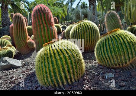 Magnifique jardin de cactus tropicaux, Gran Canaria. Espagne