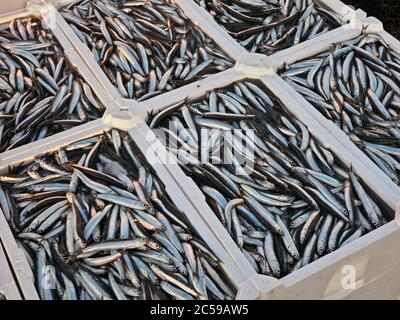 anchois méditerranéens, caisses de poissons frais gras de la mer Adriatique italienne Banque D'Images