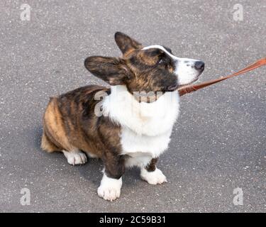 Galloise Corgi chien gilet assis sur la chaussée Banque D'Images