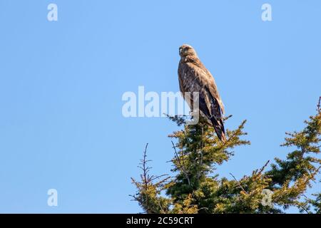 Oiseau de proie. Fond bleu ciel. Buzzard à longues pattes. Buteo rufinus. Banque D'Images
