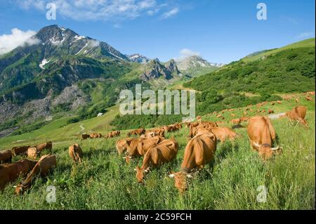 France, Savoie, massif de Beaufortain, Areches Beaufort, troupeau de vaches tarines aux chalets du Raja et la pointe de la terrasse Banque D'Images