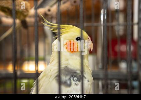 Cockatien mâle, adulte vu avec son oiseau en cage. Les barres de cage hors foyer à l'avant donnent une perspective à cet oiseau tropical. Banque D'Images