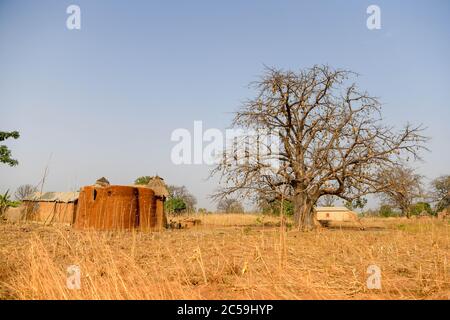 Afrique, Afrique de l'Ouest, Bénin, Natitinqou. Maison traditionnelle beninese tata somba avec bois de chauffage et un saut suspendu d'un arbre. Banque D'Images