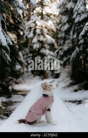 Border un chiot Collie avec une veste de neige Banque D'Images