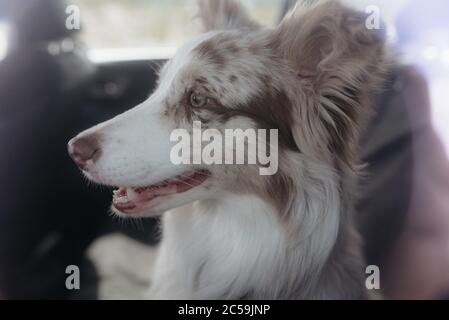 Collie Leia à bordure de mériel rouge Banque D'Images