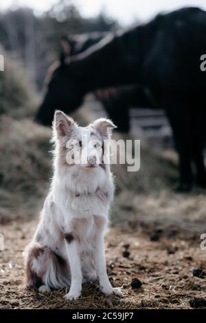 Bordure rouge de merel Collie herding sur le ranch Banque D'Images