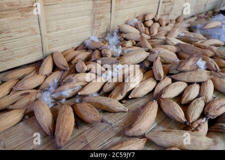 Indonésie, Nusa Tengara, Timor oriental, fruit de Ceiba pentandra, ou Fromager, arbre de Kapok ou arbre de Kapak en bois de coton, est une capsule elliptique, ligneuse, suspendue, de 10 à 30 cm de long. Il s'ouvre avec 5 soupapes et révèle un blanchâtre, cottony vers le bas appelé kapok. Kapok est une fibre végétale résistante à la pourriture qui fournit également une alternative biodégradable aux adsorbants pour les huiles synthétiques ou les hydrocarbures pendant la pollution, après le naufrage des citernes par exemple. Banque D'Images