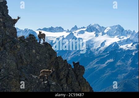 Suisse, Valais, Vallée du Trient, les Marecttes, Jeune ibex alpin Capra ibex sur la crête ouest du Luisin, en arrière-plan 4000 Suisse Banque D'Images