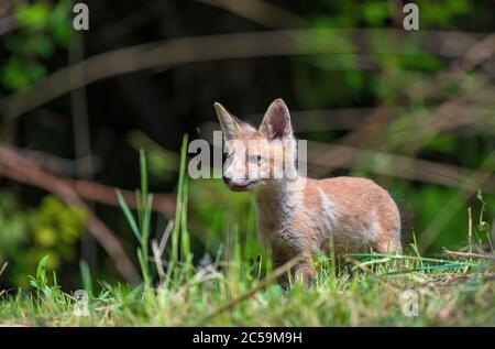 renard roux cub debout dans une herbe Banque D'Images