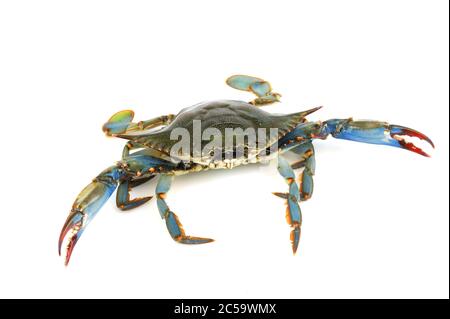 crabe bleu vivant isolé sur fond blanc Banque D'Images