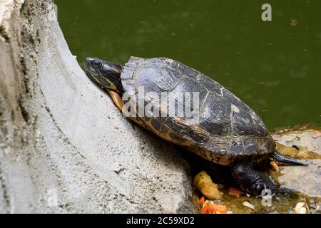 Tortues à ventre jaune (Trachemys scripta scripta) Banque D'Images