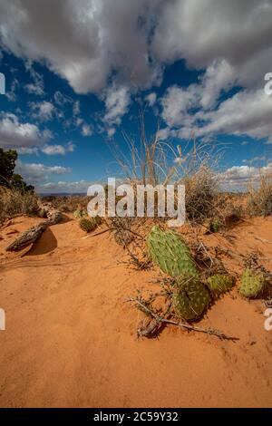 Sable et cactus sous un grand ciel dans le parc national de Canyonlands, Utah Banque D'Images