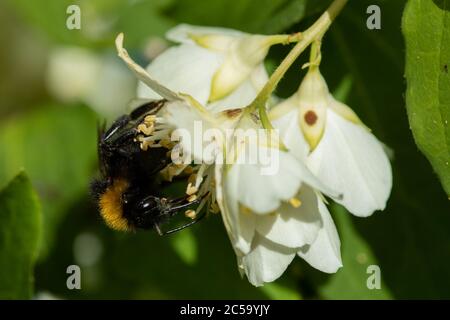 Bumblebee (Bombus) collectant le pollen d'une fleur Banque D'Images