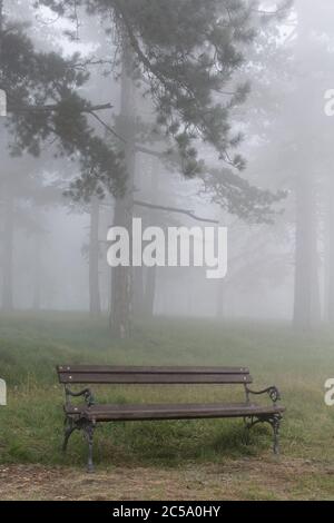 Banc vacant dans la forêt à feuilles persistantes, un après-midi brumeux Banque D'Images