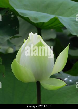 Plan vertical d'une fleur de lotus blanche et non bloomée entourée par verdure sous la lumière du soleil en journée Banque D'Images