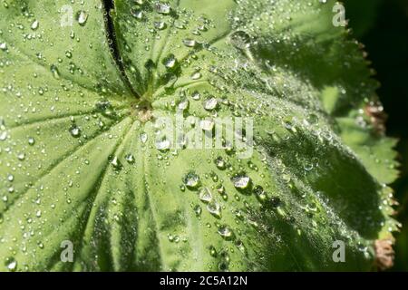 Les poils fins de feuilles hydrophile recouvrant les ladys Mantel font des gouttelettes d'eau qui s'y accrochent après la pluie en raison des propriétés hydrophobes Banque D'Images
