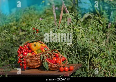 Tomates de différentes formes et couleurs dans des paniers en osier sur le fond d'une serre en plein air Banque D'Images