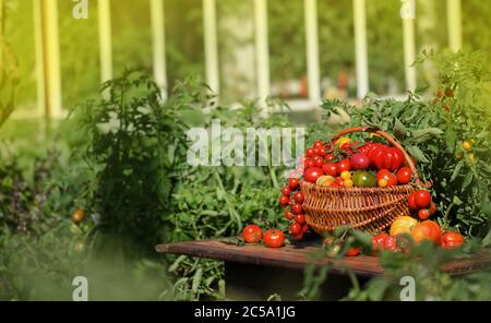 Différentes tomates dans des paniers près de la serre. Récolte de tomates en serre Banque D'Images