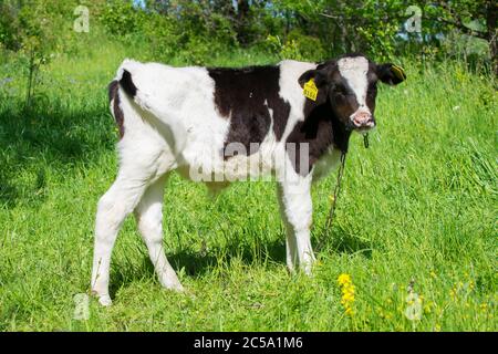 Jeune taureau noir et blanc holstein dans un pré vert Banque D'Images