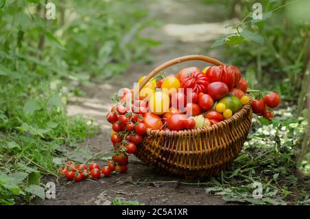 Différentes tomates dans des paniers près de la serre. Récolte de tomates en serre. Tomates maison en extérieur. Banque D'Images