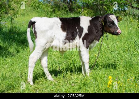 Jeune taureau noir et blanc holstein dans un pré vert Banque D'Images