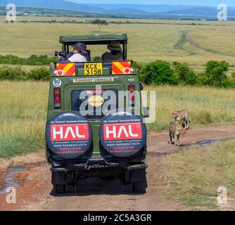 Cheetah (Acinonyx jubatus). Touristes dans un véhicule de safari sur un jeu en voiture observant un groupe de cheetahs, réserve nationale de Masai Mara, Kenya, Afrique Banque D'Images