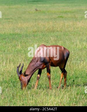 Topi (Damaliscus lunatus jimela), réserve nationale de Masai Mara, Kenya, Afrique Banque D'Images