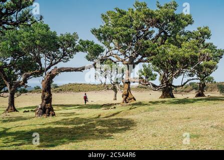 Backpacker Femme marchant dans la magie paysage de bois incurvé dans la forêt de Fanal de Posto Florestal avec Laurisilva de Madère (forêt de Laurel). vacua actif Banque D'Images