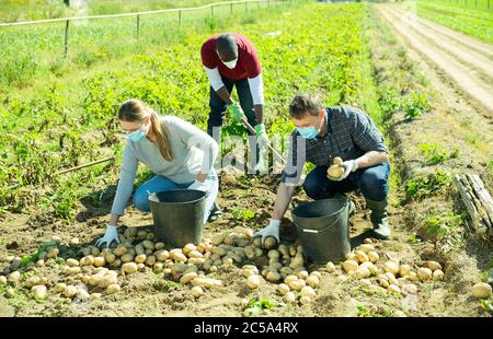 Groupe de travailleurs agricoles dans le visage protecteur masques de récolte de pommes de terre de début sur la plantation. Concept de nouvelle réalité de la vie et de distance sociale en co Banque D'Images