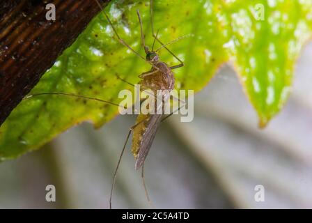 Le moustique de la maison commune (Culex pipipiens) Banque D'Images