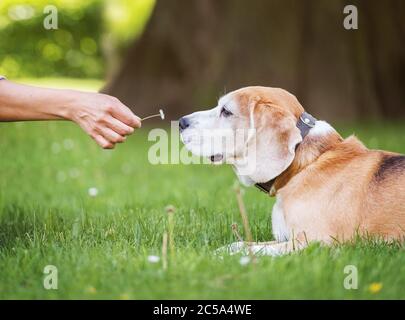 Chien tricolore amusant de beagle allongé sur le parc de la ville herbe verte et renifler petite fleur de camomille donné à sa propriétaire femme à la journée ensoleillée d'été. Imprudence Banque D'Images