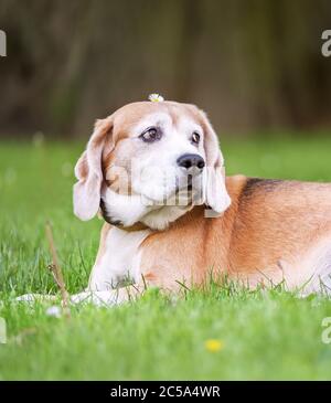 Chien tricolore de beagle drôle allongé sur l'herbe verte du parc de la ville avec une petite fleur camomille à la tête, le jour ensoleillé de l'été. Animaux de compagnie insouciants concept de vie imag Banque D'Images