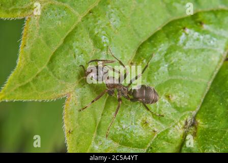 Le fourmi de bois rouge (Formica rufa) Banque D'Images