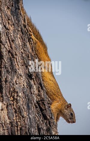 Smirrel Bush Paraxerus cepapi 10617 Banque D'Images