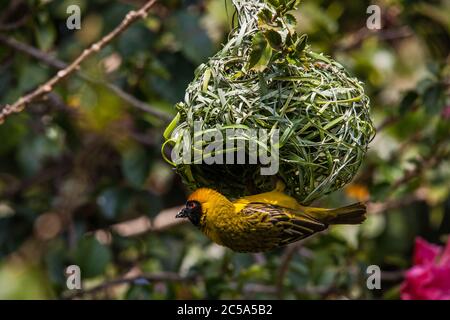 Village Weaver Poceus cucullatus 8896 Banque D'Images