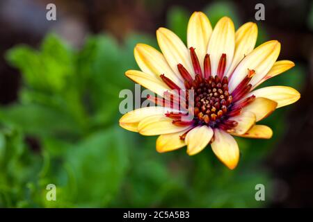 Osteospermum ‘3D Banana Shake’ Banque D'Images