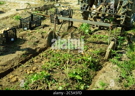 La récolteuse de pommes de terre creuse les pommes de terre mûres sur le terrain de la ferme Banque D'Images