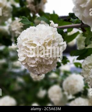 Boule de neige japonaise Bush, cultivar Viburnum fleurs de la Placicatum ou de l'hortensia, montrant de belles fleurs blanches au printemps sur fond flou Banque D'Images