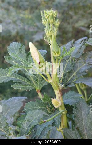 Okra floraison et mise en place de fruits, plantation de terrain 'Abelmoschus esculentus', Californie. Banque D'Images