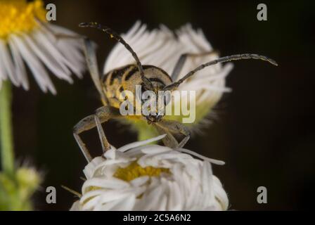 Le bois de la vigne (Chlorophorus varius) Banque D'Images