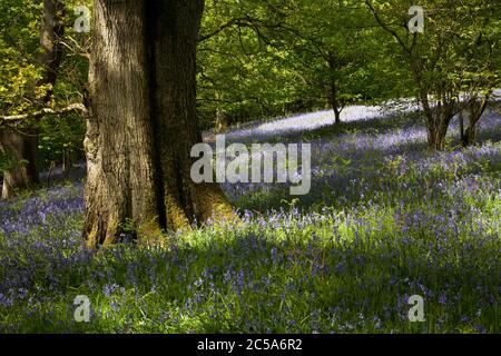 Bluebells dans Flakebridge Wood au printemps, Cumbria, Royaume-Uni Banque D'Images