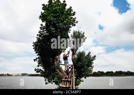 Une jeune femme tenant un chaton écossais droit et moelleux de trois mois sur sa tête en été, comme avec le dessin animé Roi Lion. Un jour, Simba, tout sera à vous. Ils sont debout sur un magnifique arbre vert au-dessus du lac. Promenez-vous, détendez-vous avec un chat. La blonde porte un short en Jean, un t-shirt en coton noir et des lunettes. Banque D'Images